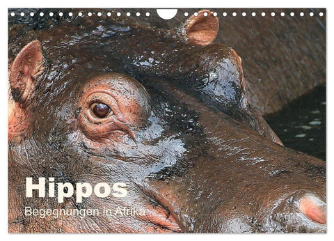 Hippos - Begegnungen in Afrika (Wandkalender 2027 DIN A4 quer), CALVENDO Monatskalender