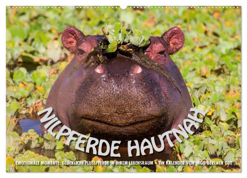 Emotionale Momente: Nilpferde hautnah (Wandkalender 2026 DIN A2 quer), CALVENDO Monatskalender