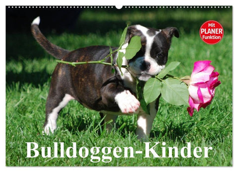 Bulldoggen-Kinder (Wandkalender 2026 DIN A2 quer), CALVENDO Monatskalender