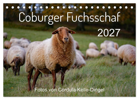 Coburger Fuchsschaf (Tischkalender 2027 DIN A5 quer), CALVENDO Monatskalender