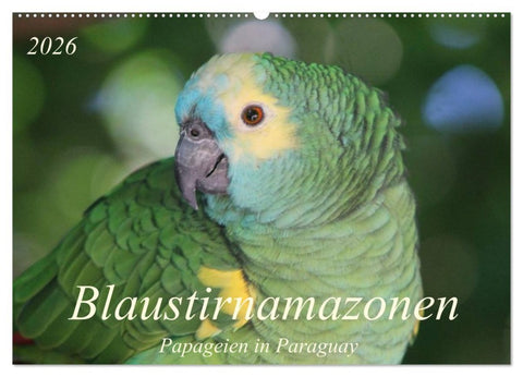 Blaustirnamazonen - Papageien in Paraguay (Wandkalender 2026 DIN A2 quer), CALVENDO Monatskalender