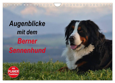Augenblicke mit dem Berner Sennenhund (Wandkalender 2026 DIN A4 quer), CALVENDO Monatskalender