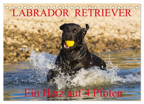 Labrador Retriever - ein Herz auf 4 Pfoten (Tischkalender 2027 DIN A5 quer), CALVENDO Monatskalender