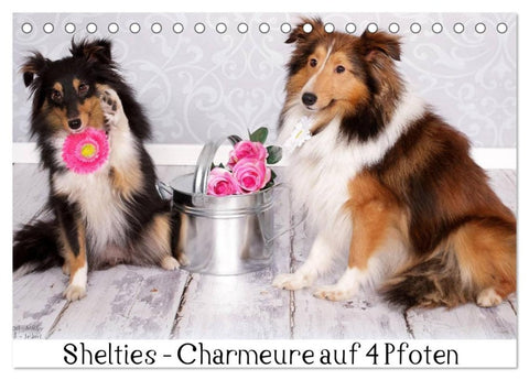 Shelties : Charmeure auf 4 Pfoten (Tischkalender 2026 DIN A5 quer), CALVENDO Monatskalender