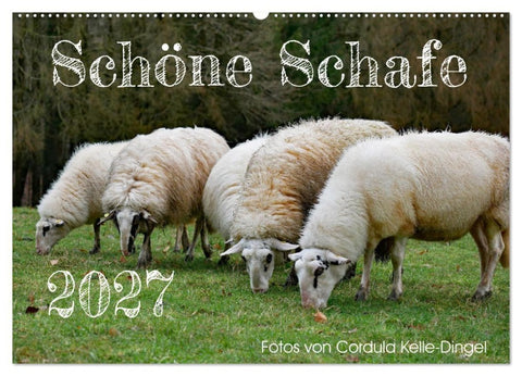 Schöne Schafe (Wandkalender 2027 DIN A2 quer), CALVENDO Monatskalender