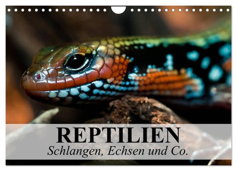 Reptilien Schlangen, Echsen und Co. (Wandkalender 2027 DIN A4 quer), CALVENDO Monatskalender