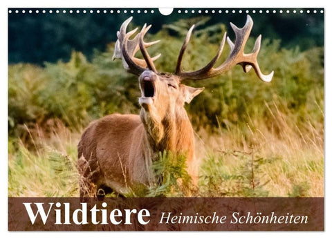 Wildtiere. Heimische Schönheiten (Wandkalender 2027 DIN A3 quer), CALVENDO Monatskalender
