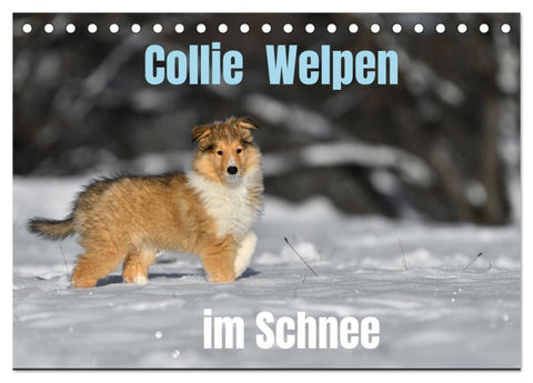 Collie Welpen im Schnee (Tischkalender 2027 DIN A5 quer), CALVENDO Monatskalender