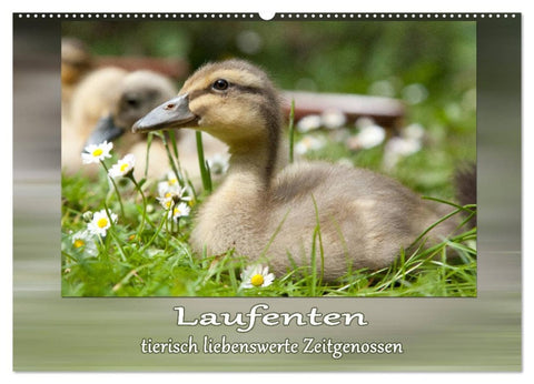 Laufenten - tierisch liebenswerte Zeitgenossen (Wandkalender 2026 DIN A2 quer), CALVENDO Monatskalender