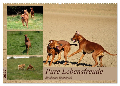 Rhodesian Ridgeback, Pure Lebensfreude (Wandkalender 2027 DIN A2 quer), CALVENDO Monatskalender