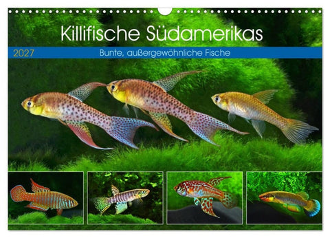 Killifische Südamerikas (Wandkalender 2027 DIN A3 quer), CALVENDO Monatskalender