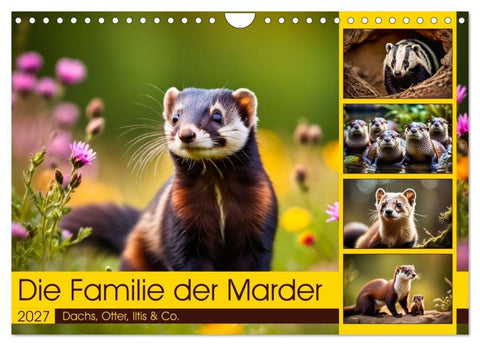 Die Familie der Marder (Wandkalender 2027 DIN A4 quer), CALVENDO Monatskalender
