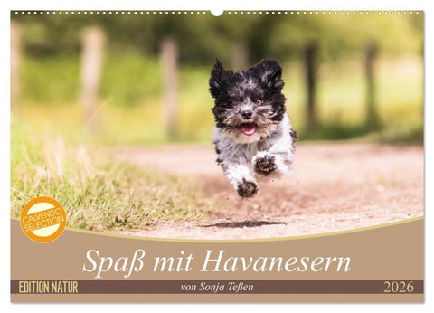 Spaß mit Havanesern (Wandkalender 2026 DIN A2 quer), CALVENDO Monatskalender