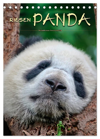 Riesenpanda (Tischkalender 2027 DIN A5 hoch), CALVENDO Monatskalender