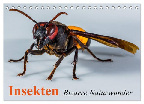 Insekten ¿ Bizarre Naturwunder (Tischkalender 2027 DIN A5 quer), CALVENDO Monatskalender