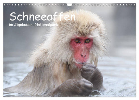 Schneeaffen im Jigokudani Nationalpark (Wandkalender 2027 DIN A3 quer), CALVENDO Monatskalender