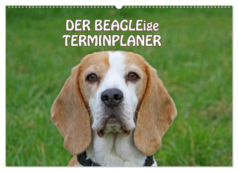 DER BEAGLEige TERMINPLANER (Wandkalender 2026 DIN A2 quer), CALVENDO Monatskalender