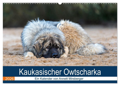 Kaukasischer Owtscharka (Wandkalender 2026 DIN A2 quer), CALVENDO Monatskalender