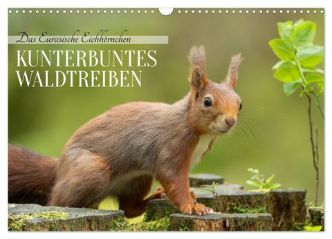 Das Eurasische Eichhörnchen - Kunterbuntes Waldtreiben (Wandkalender 2027 DIN A3 quer), CALVENDO Monatskalender