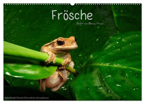 Frösche (Wandkalender 2027 DIN A2 quer), CALVENDO Monatskalender