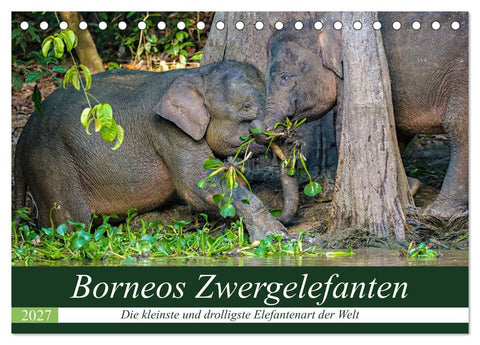 Borneos Zwergelefanten (Tischkalender 2027 DIN A5 quer), CALVENDO Monatskalender