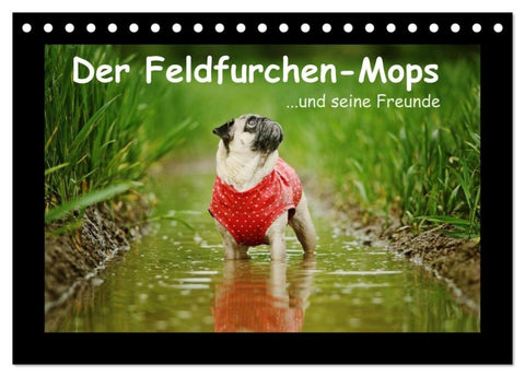 Der Feldfurchen-Mops (Tischkalender 2027 DIN A5 quer), CALVENDO Monatskalender