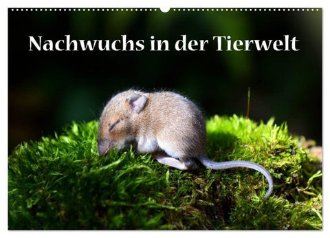 Nachwuchs in der Tierwelt (Wandkalender 2027 DIN A2 quer), CALVENDO Monatskalender