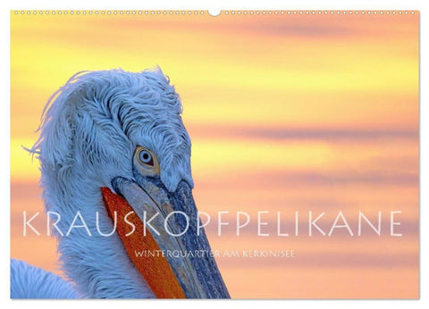 Krauskopfpelikane (Wandkalender 2027 DIN A2 quer), CALVENDO Monatskalender