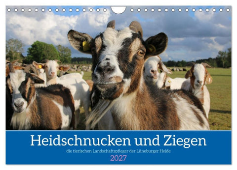 Heidschnucken und Ziegen die tierischen Landschaftspfleger der Lüneburger Heide (Wandkalender 2027 DIN A4 quer), CALVENDO Monatskalender