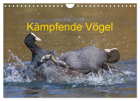 Kämpfende Vögel (Wandkalender 2026 DIN A4 quer), CALVENDO Monatskalender