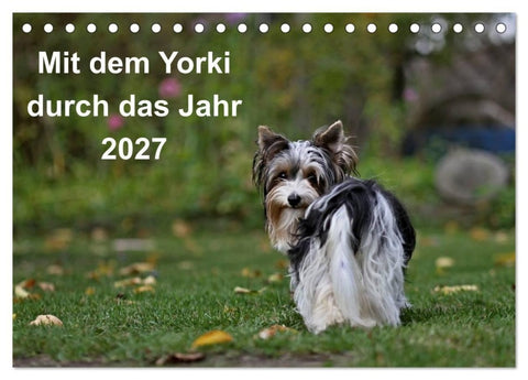 Mit dem Yorki durch das Jahr 2027 (Tischkalender 2027 DIN A5 quer), CALVENDO Monatskalender