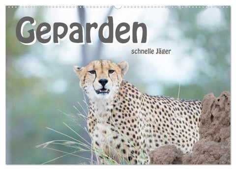 Geparden - schnelle Jäger (Wandkalender 2027 DIN A2 quer), CALVENDO Monatskalender