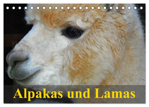 Alpakas und Lamas (Tischkalender 2026 DIN A5 quer), CALVENDO Monatskalender