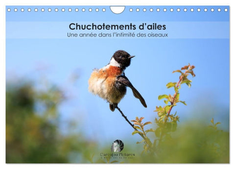 Chuchotements d'ailes - Une année dans l'intimité des oiseaux (Calendrier mural 2026 DIN A4 vertical), CALVENDO calendrier mensuel