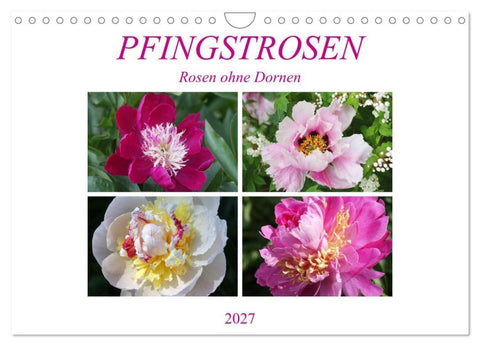 PFINGSTROSEN Rosen ohne Dornen (Wandkalender 2027 DIN A4 quer), CALVENDO Monatskalender