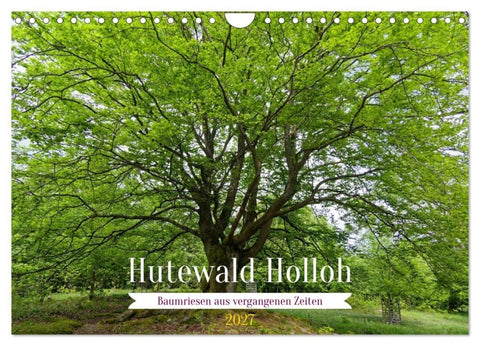 Hutewald Halloh - Baumriesen aus vergangenen Zeiten (Wandkalender 2027 DIN A4 quer), CALVENDO Monatskalender