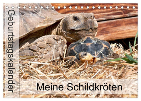 Meine Schildkröten - Geburtstagskalender (Tischkalender 2026 DIN A5 quer), CALVENDO Monatskalender