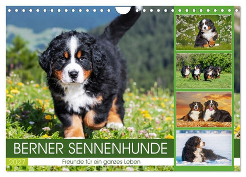 Berner Sennenhunde - Freunde für ein ganzes Leben (Wandkalender 2027 DIN A4 quer), CALVENDO Monatskalender