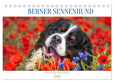 Berner Sennenhund - Eine Liebe für´s Leben (Tischkalender 2026 DIN A5 quer), CALVENDO Monatskalender