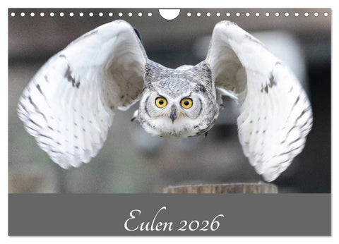Eulen 2026 (Wandkalender 2026 DIN A4 quer), CALVENDO Monatskalender