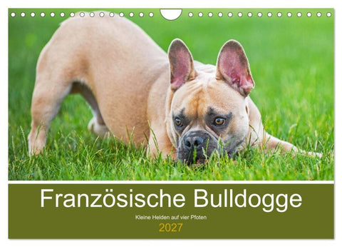 Französische Bulldogge - Kleine Helden auf vier Pfoten (Wandkalender 2027 DIN A4 quer), CALVENDO Monatskalender