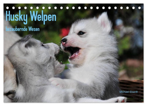 Husky Welpen (Tischkalender 2026 DIN A5 quer), CALVENDO Monatskalender