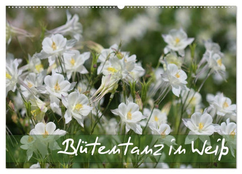 Blütentanz in Weiß (Wandkalender 2026 DIN A2 quer), CALVENDO Monatskalender