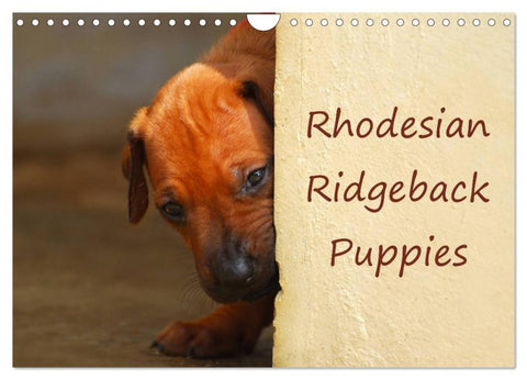Rhodesian Ridgeback Puppies (Wall Calendar 2026 DIN A4 landscape), CALVENDO 12 Month Wall Calendar
