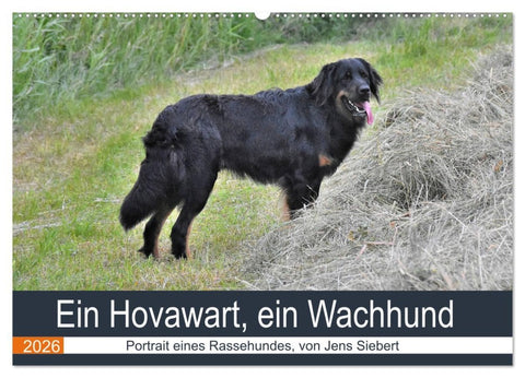 Ein Hovawart, ein Wachhund (Wandkalender 2026 DIN A2 quer), CALVENDO Monatskalender
