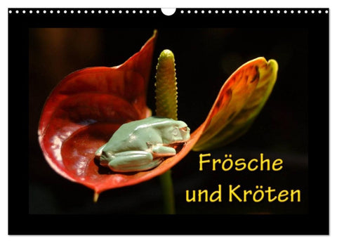 Frösche und Kröten (Wandkalender 2026 DIN A3 quer), CALVENDO Monatskalender