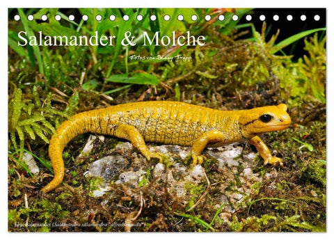 Salamander und Molche (Tischkalender 2027 DIN A5 quer), CALVENDO Monatskalender