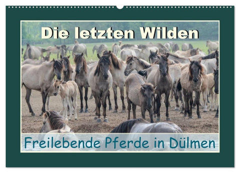 Die letzten Wilden - freilebende Pferde in Dülmen (Wandkalender 2027 DIN A2 quer), CALVENDO Monatskalender