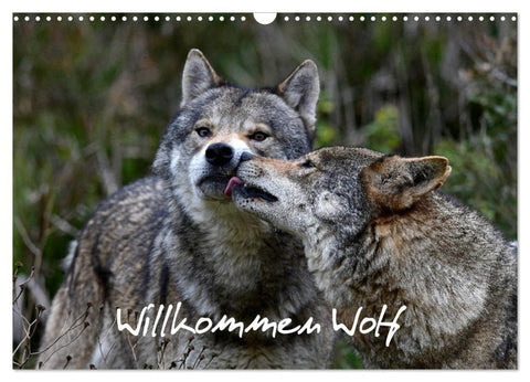 Willkommen Wolf (Wandkalender 2027 DIN A3 quer), CALVENDO Monatskalender