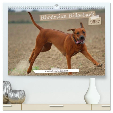 Rhodesian Ridgeback - Ausdrucksstarke Gesichter (hochwertiger Premium Wandkalender 2027 DIN A2 quer), Kunstdruck in Hochglanz